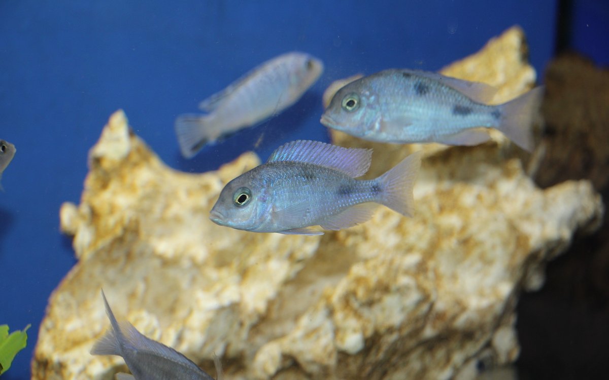 Junge blaue Zebrabuntbarsche sind Blickfänge im Aquarium. 