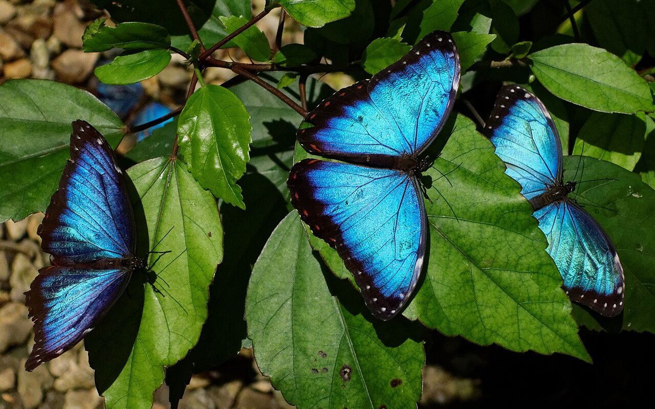 Der Morphofalter gehört zu den charismatischsten Insekten Costa Ricas.