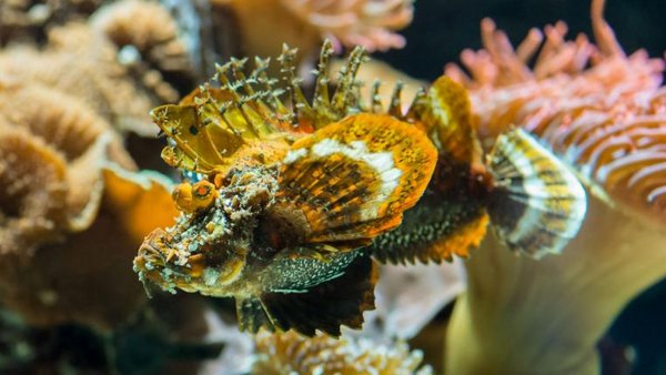 Zwanzig leuchtende und ein giftiger Fisch - tierwelt.ch | TierWelt, image size:600x338