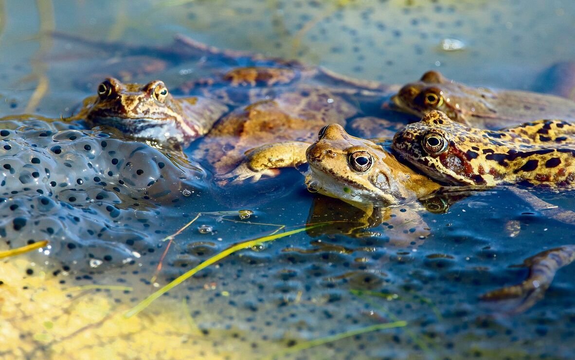 Amphibien wie Grasfrösche laichen in Tümpeln im Nebenbereich von Flüssen, wie etwa im Auenwald.  