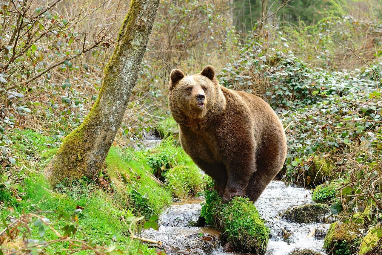 Bärin Isa wirft sich in Pose. Sie stammt aus der Wildnis Italiens, kam den Menschen aber zu nahe und wurde deshalb eingefangen.