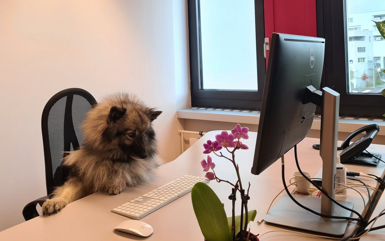 Belka versucht sich bei ihrer Arbeit immer zu konzentrieren, ihre Arbeitskolleg(innen) lenken sie jedoch immer wieder ab.