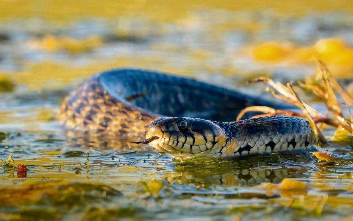 Ringelnattern leben am Wasser und schwimmen auch in Kleinsttümpeln. 