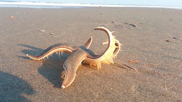Seestern am Strand
