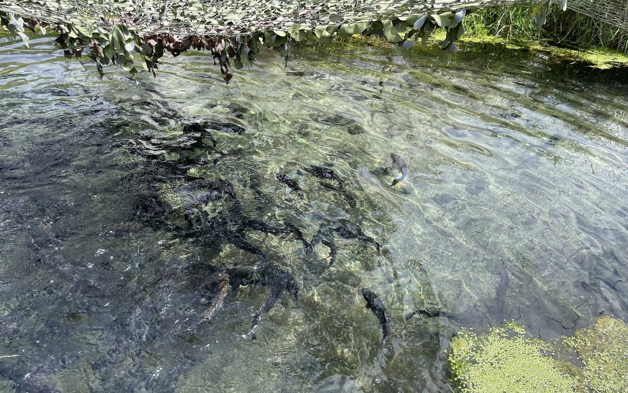 Mindestens zehn Prozent der Zuchtkanäle müssen beschattet sein, weil die Fische sich darunter sicherer vor Raubtieren fühlen und so unnötiger Stress vermieden wird.