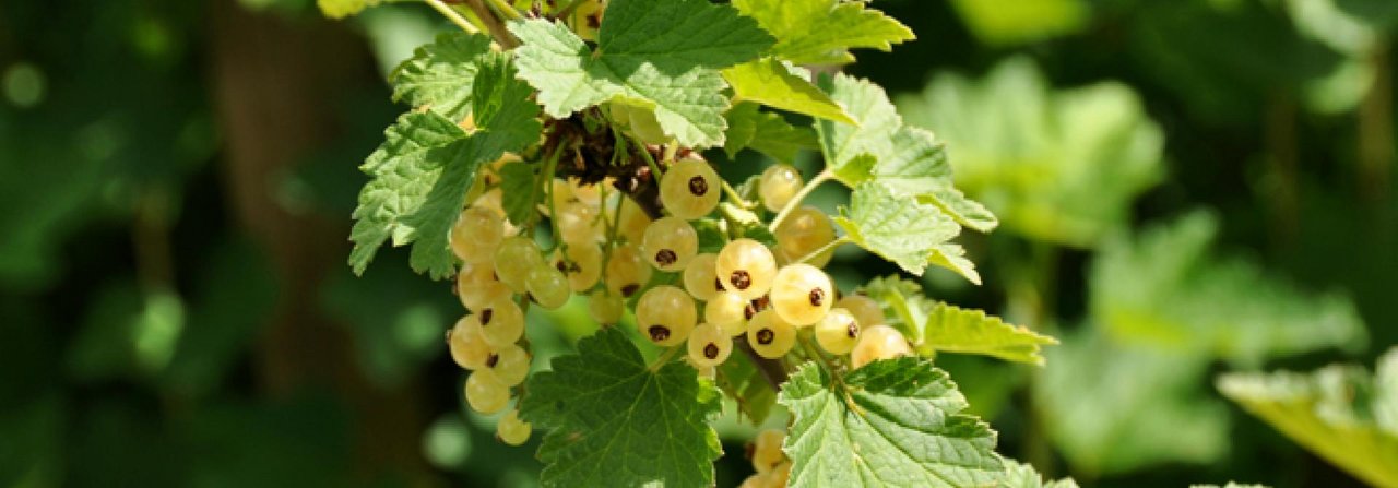 Die Weisse Johannisbeere ist eine Farbvariante der klassischen roten Form. Den Hühnern schmecken beide.