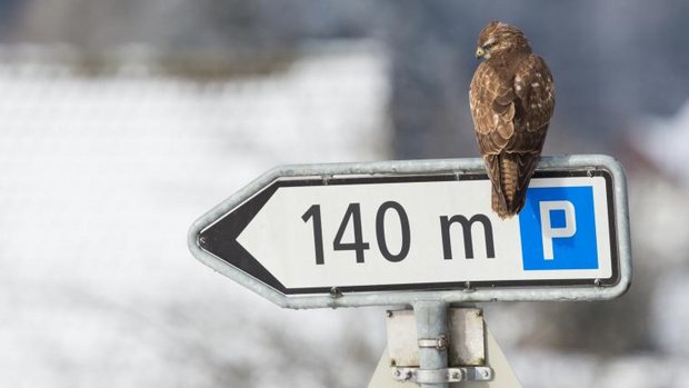 Mäusebussard sitzt auf Verkehrsschild