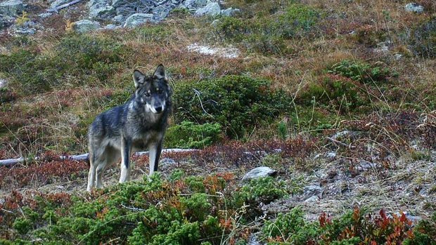 Junger Wolf im Wallis