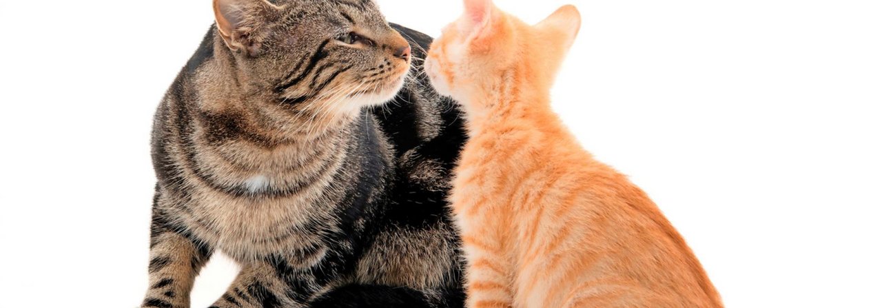 Lass dich beschnuppern: Es lohnt sich, die Katzen vor dem Treffen wechselseitig mit ihrem Körperduft einzureiben.