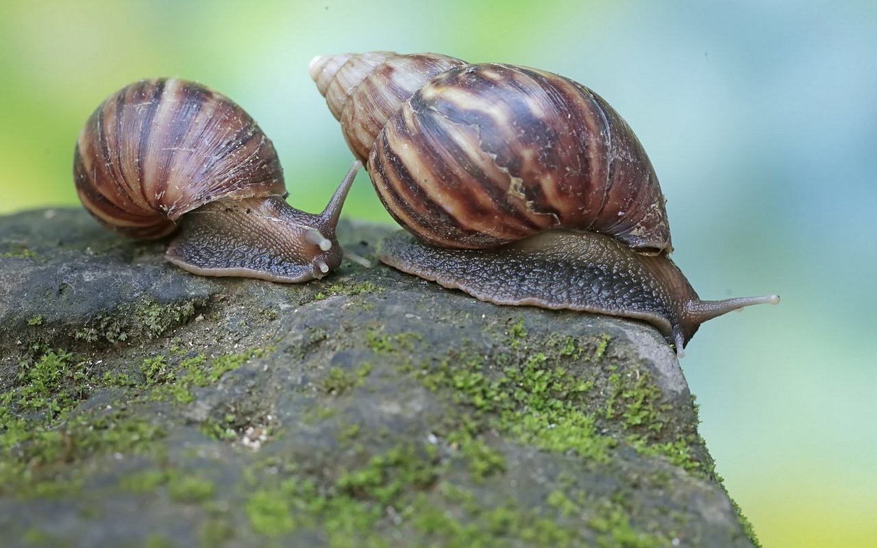Achatschnecken brauchen eine hohe Luftfeuchtigkeit, um sich wohl zu fühlen.
