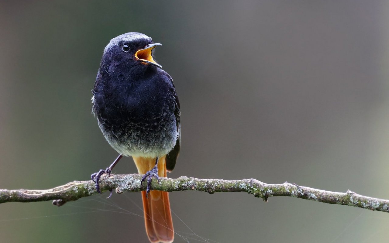 Der Hausrotschwanz gehört zu den Frühaufstehern der morgendlichen Singvögel.