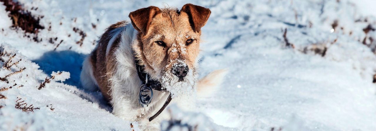 Schneefressen kann zu Magenproblemen führen. Ein leichter Kamillenblütentee hilft dagegen.