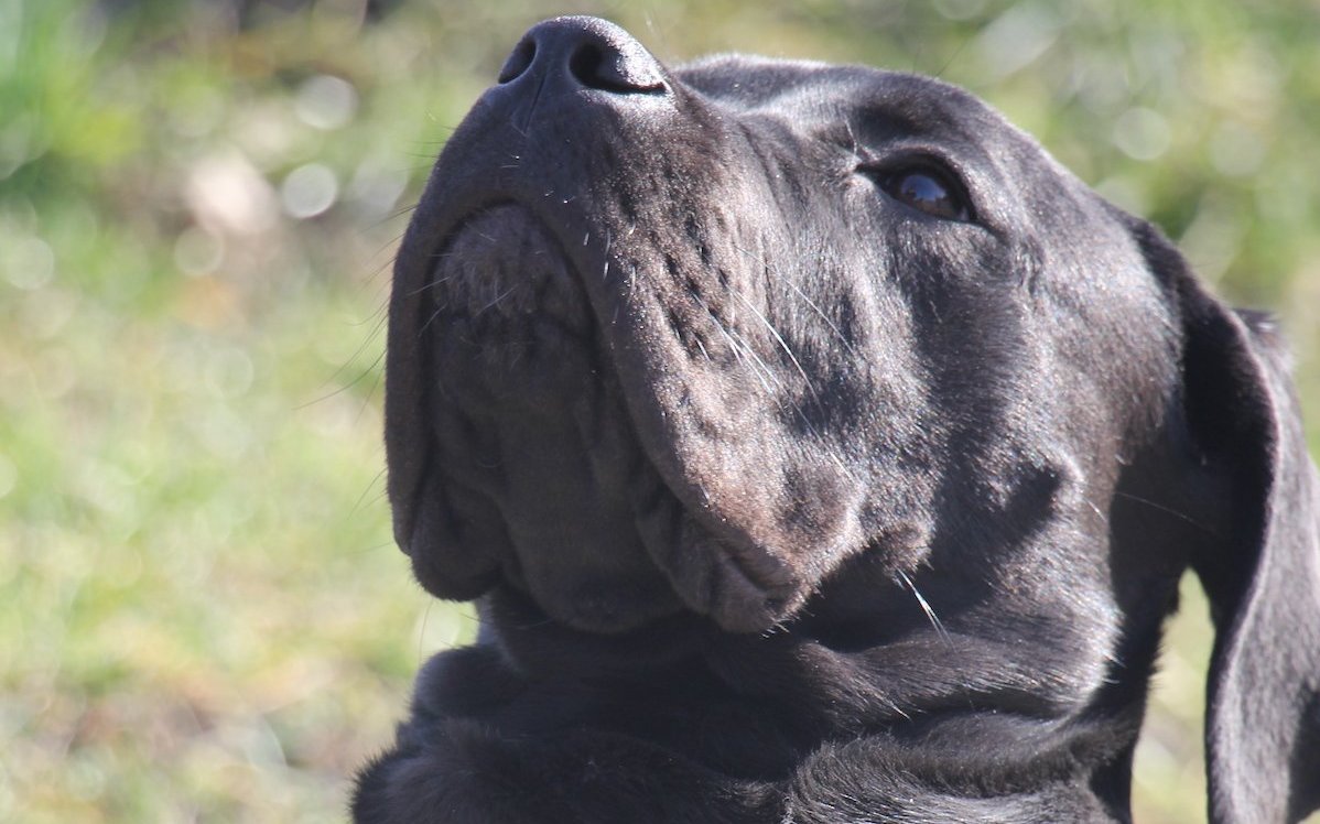 der Hund der Rasse Cane Corso wird im Tierzentrum Bern trainiert. 