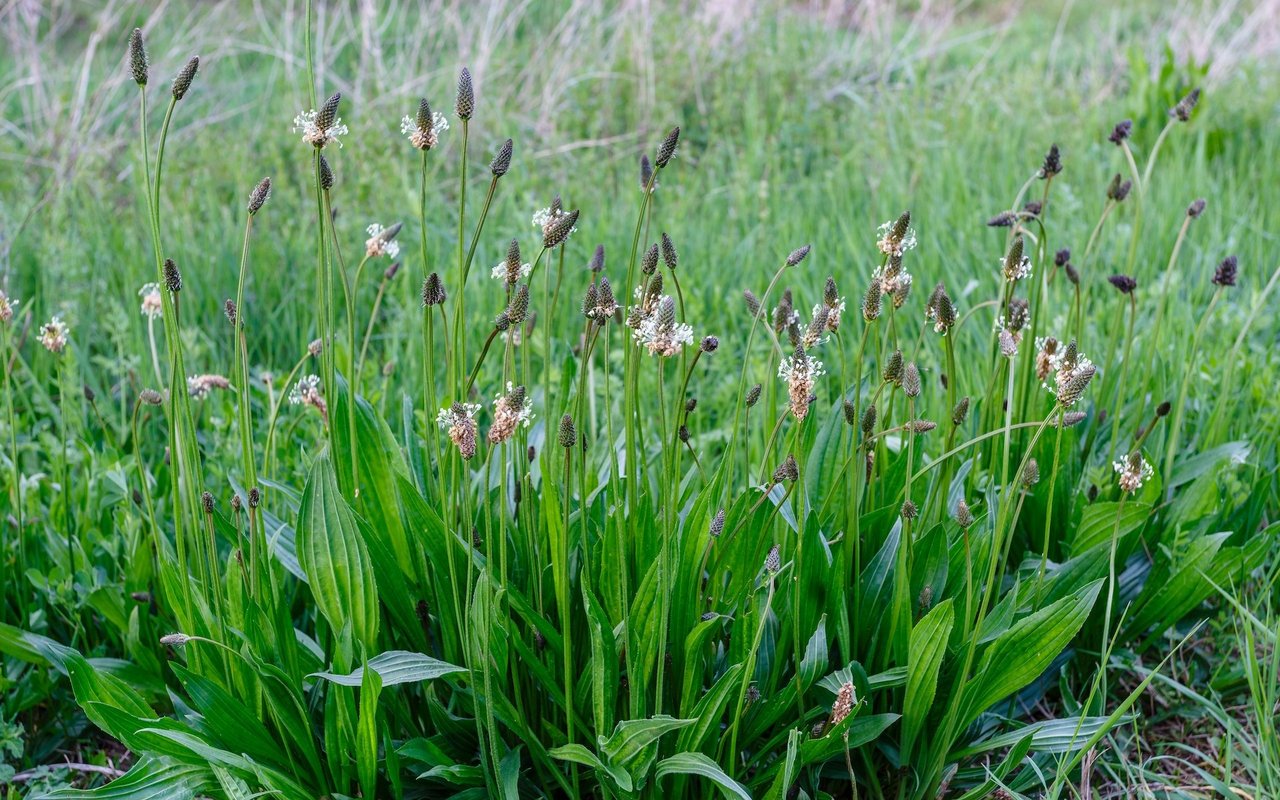 Spitzwegerich ist fast überall zu finden und ein feines Wildgemüse. 