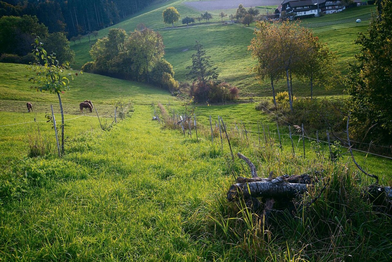 Zwischen den Baumreihen ist Ackerbau, Gemüsebau sowie Weidehaltung von Rindern oder Pferden möglich. Wie aufder Parzelle Uecht auf dem Betrieb der Familie Ramser.