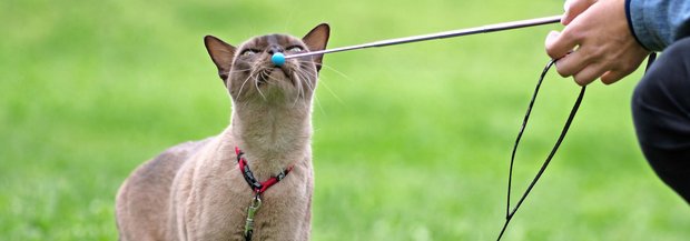 Katze schnüffelt an Trainingsstab