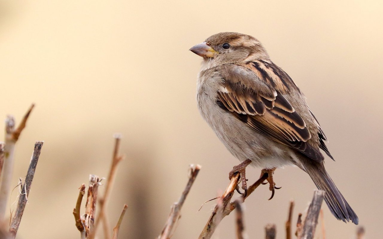 Der Haussperling, hier ein Weibchen, war 2023 der am häufigsten gezählte Wintervogel.