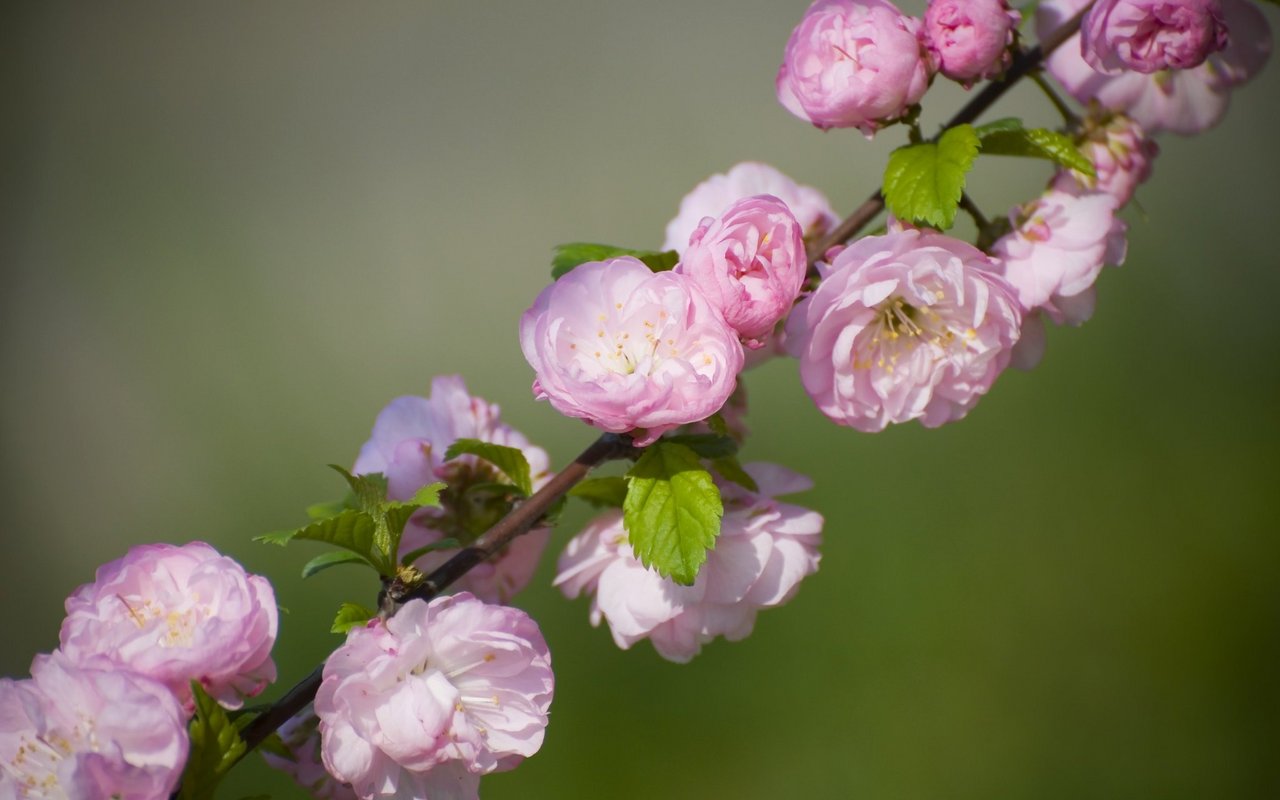 Mandelbäumchen (Prunus triloba)