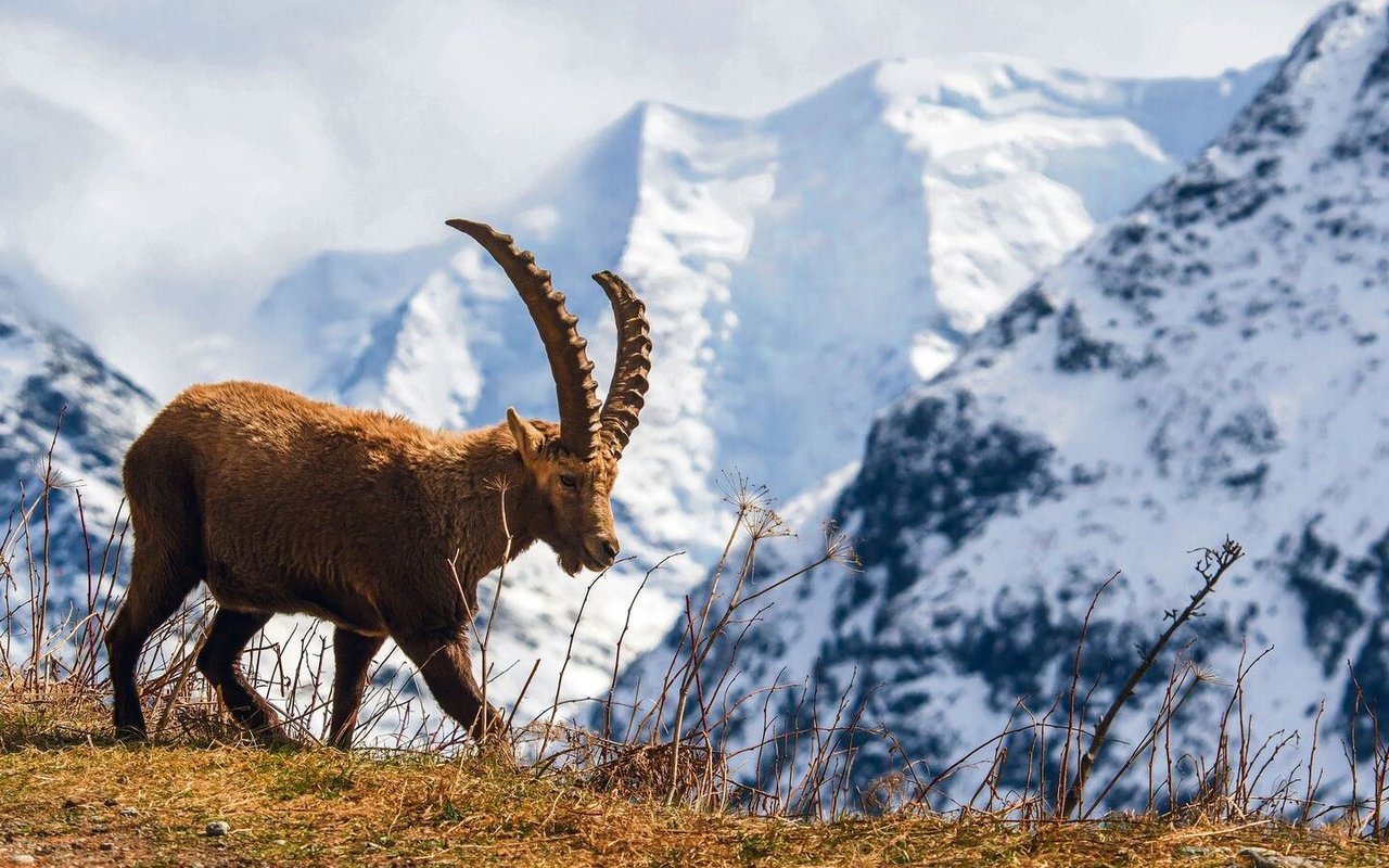 An den Flanken des Piz Albris lebt eine der grössten Steinbock-Kolonien der Alpen.