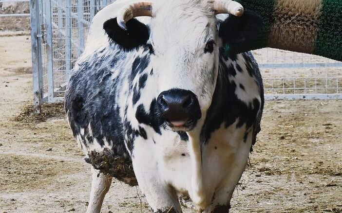 Pustertaler Sprinzen und Wollschweine sind rare Rassen, die perfekt zum Arche-Hof Hochzirm passen.