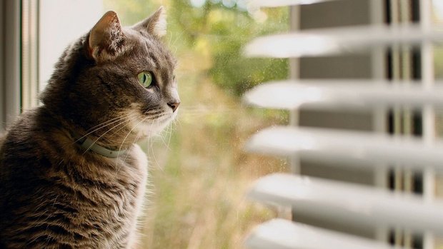 Gewisse Katzen verbringen Stunden vor dem Fenster.