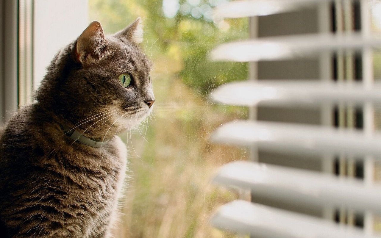 Ein Platz am Fenster bietet der Katze nicht nur Ruhe, sondern auch Unterhaltung.