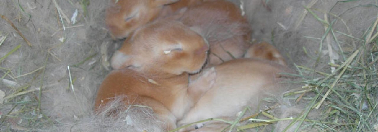 Die kleinen Kaninchen sind zwar Nesthocker, werden aber in diesen Tagen mutig.