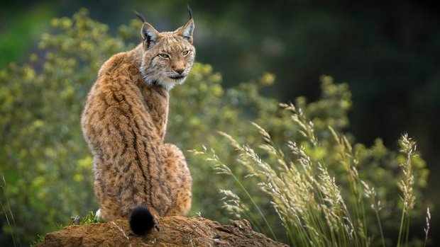 Luchs sitzt auf Stein