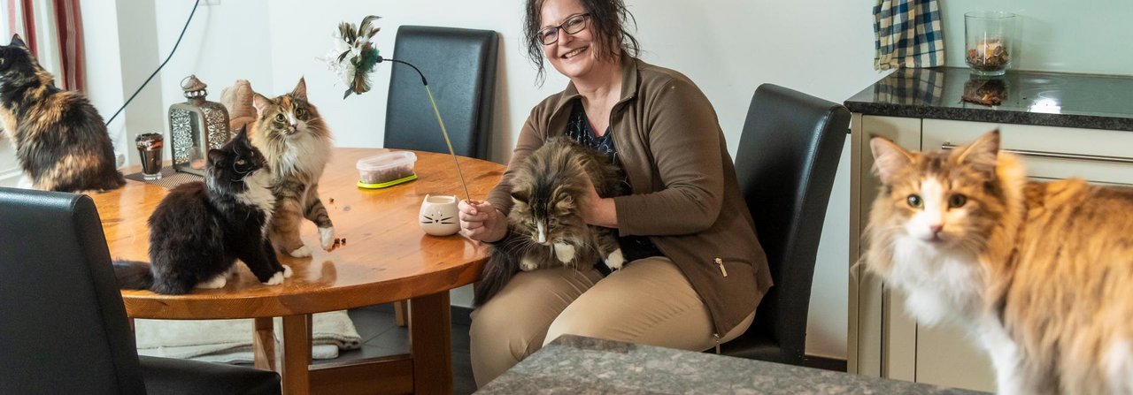 Die fünf Zuchtkätzinnen leben bei Daniela Gallati im Haus.