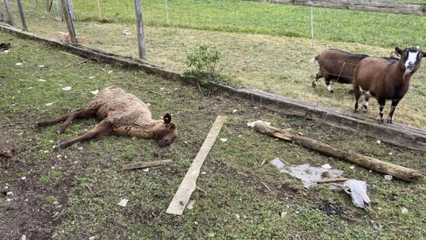 Schafe in elendem Zustand auf Hof