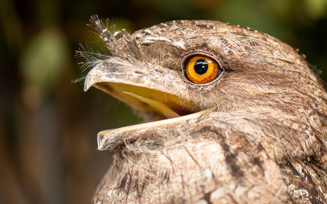 In den Bäumen sind die Vögel gut getarnt. 