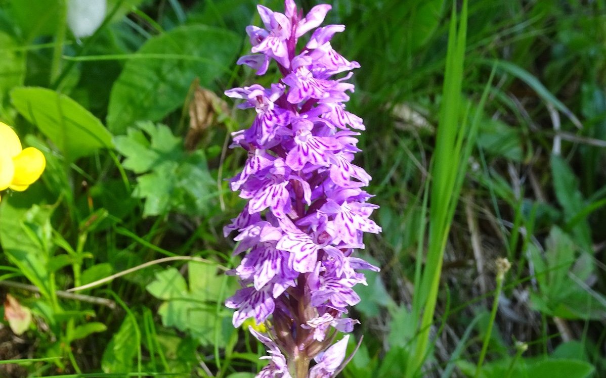 Das Gefleckte Knabenkraut ist eine Orchideenart, die im Goms an feuchten Stellen gedeiht. 