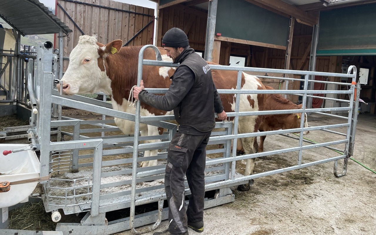 Leitkuh Ronja zeigt vor, wie man auf die Rampe geht.