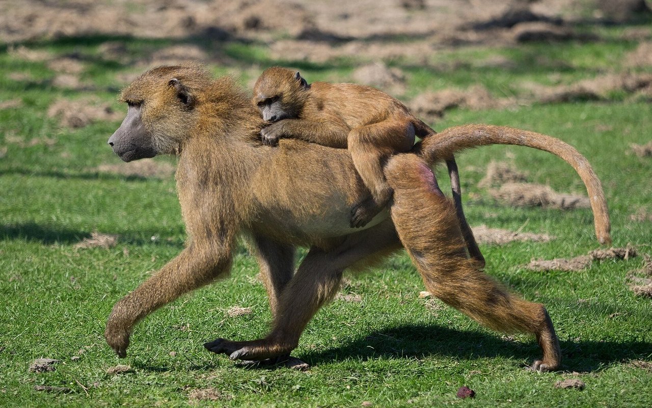 Pavian-Weibchen scheren sich nicht um den Jagderfolg der Männchen. 