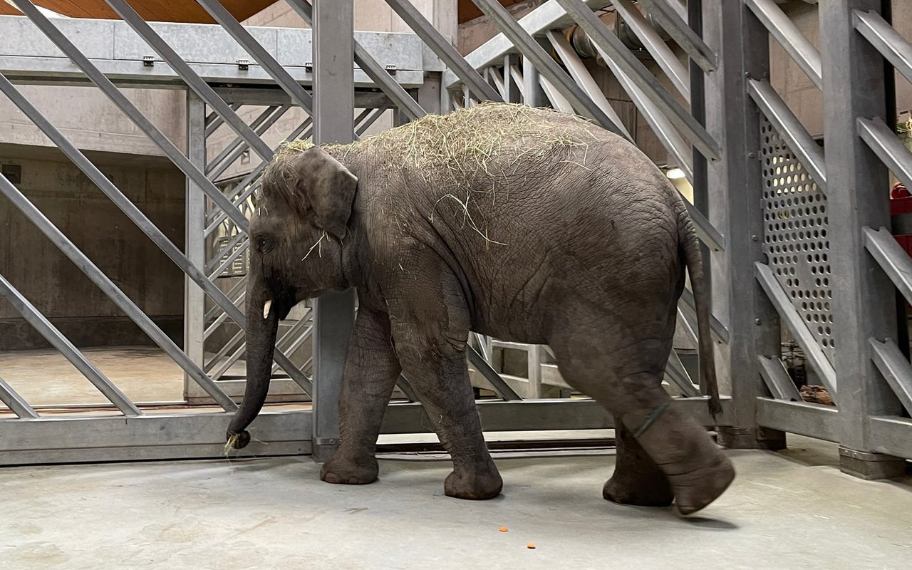 Der Zoo Zürich muss den Tod von Elefantenbulle Umesh betrauern. 