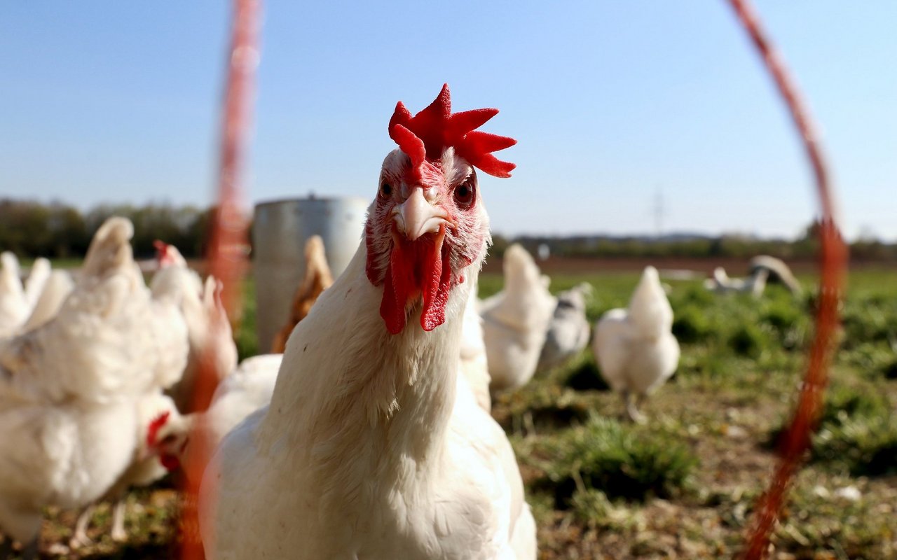 Die meisten Vögel in der Schweiz sind Hühner.