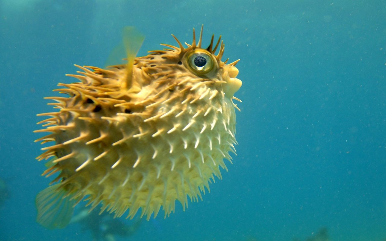 Kugelfische sehen zwar lustig aus, sollten aber unter keinen Umständen angefasst werden.