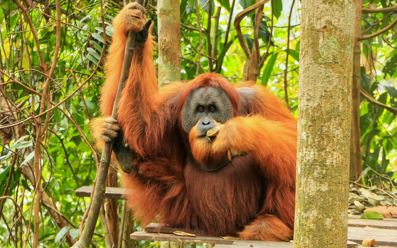 Das Überleben des Sumatra-Orang-Utans ist vor allem durch Lebensraumverlust und Fragmentierung bedroht.
