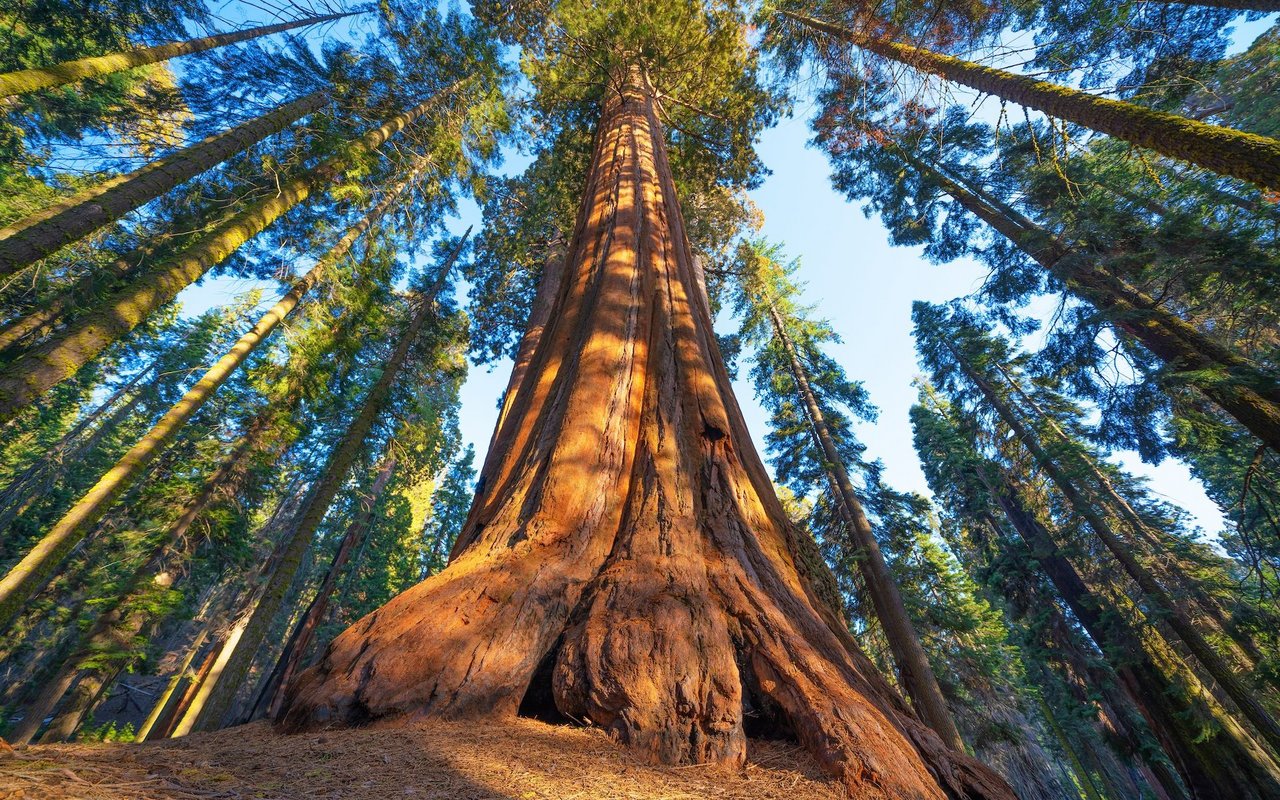 Der voluminöseste Baum der Erde heisst General Sherman und steht im Giant Forest des Sequoia-Nationalparks in der kalifornischen Sierra Nevada. 