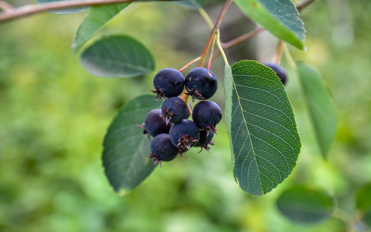 Gewöhnliche Felsenbirne (Amelanchier ovalis)
