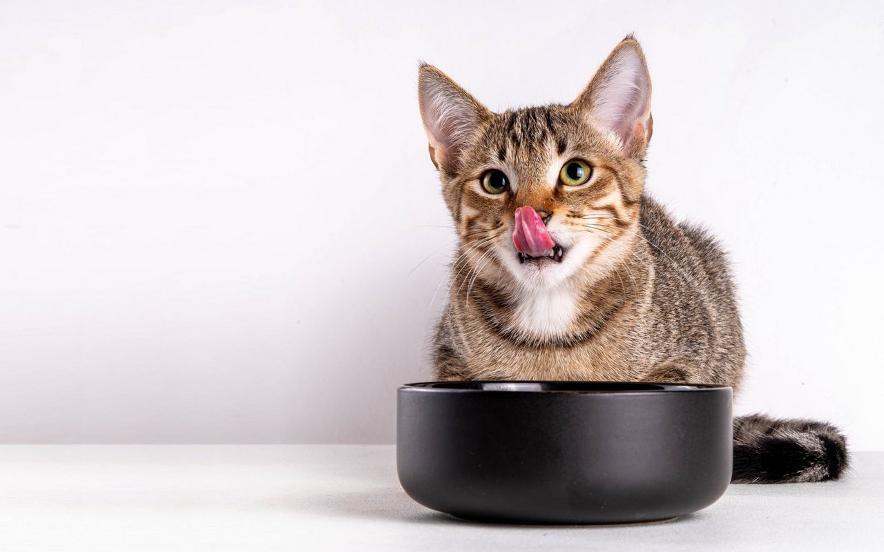 Katzen sind Häppchenfresser: In der Natur jagen sie bis zu zehnmal täglich kleine Beutetiere. Viele kleine Portionen entsprechen daher dem natürlichen Fressverhalten der Katze.