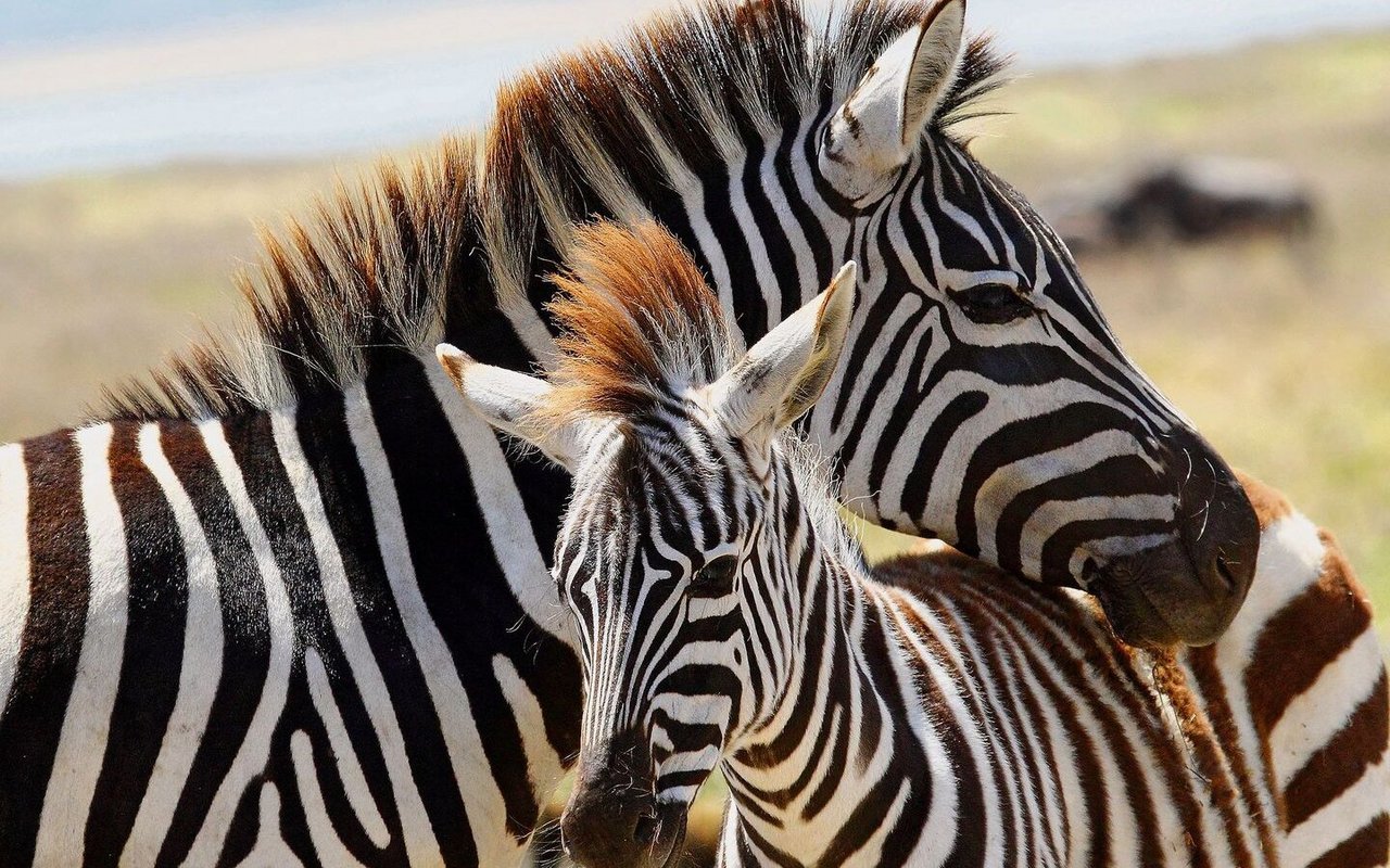 Zebras fressen die nährstoffärmeren Gräser als Gnus.