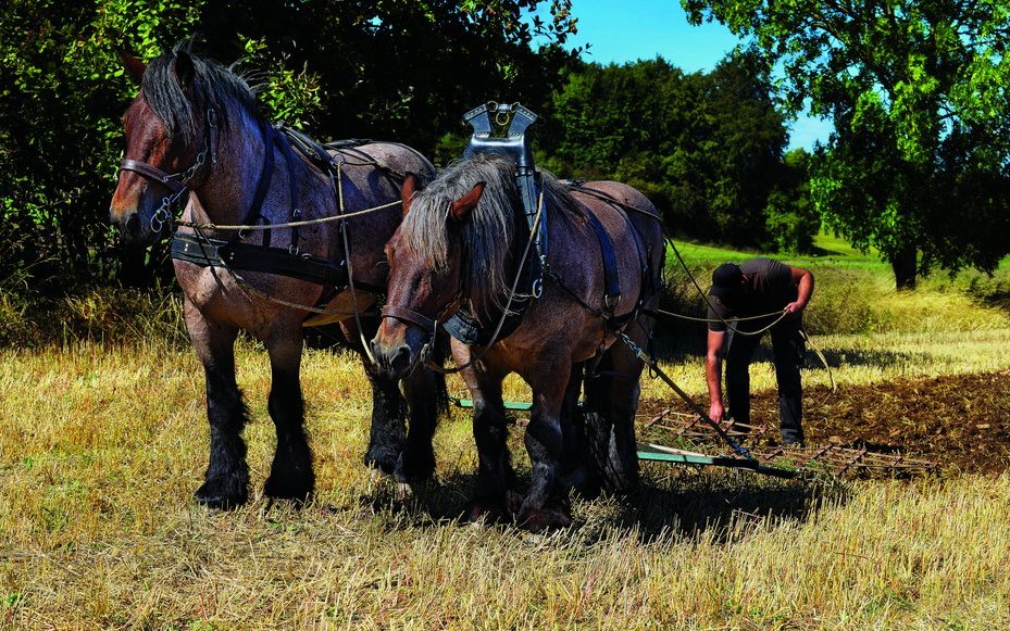 Arbeitspferde werden schon seit Tausenden von Jahren in der Landwirtschaft eingesetzt.