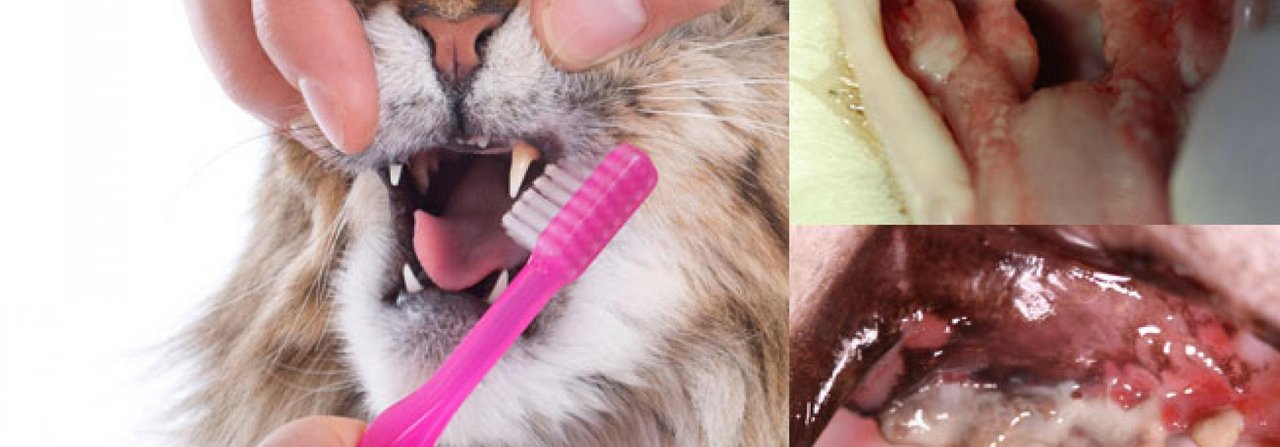 Damit sich im Katzenmaul keine Entzündungen und Plaque bilden, sollten die Zähne gepflegt werden.