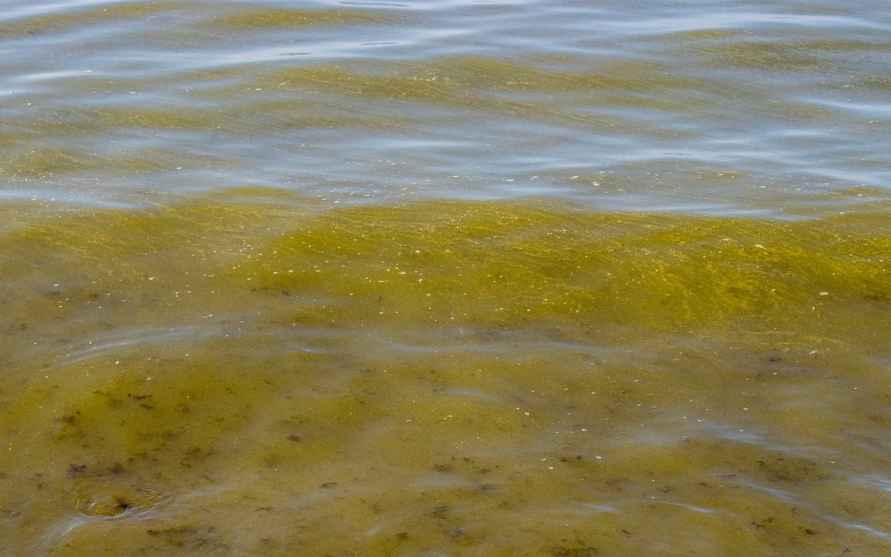 Auch für Hunde sind die Cyanobakterien gefährlich. 