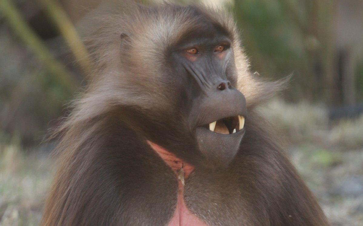 Blutbrustpaviane werden in verschiedenen Zoos gehalten, das zeigt die Zootierliste, doch in der Schweiz nur in Zürich. 