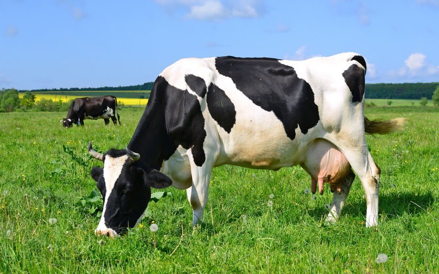 Weniger Kühe heisst nicht automatisch weniger Milch.