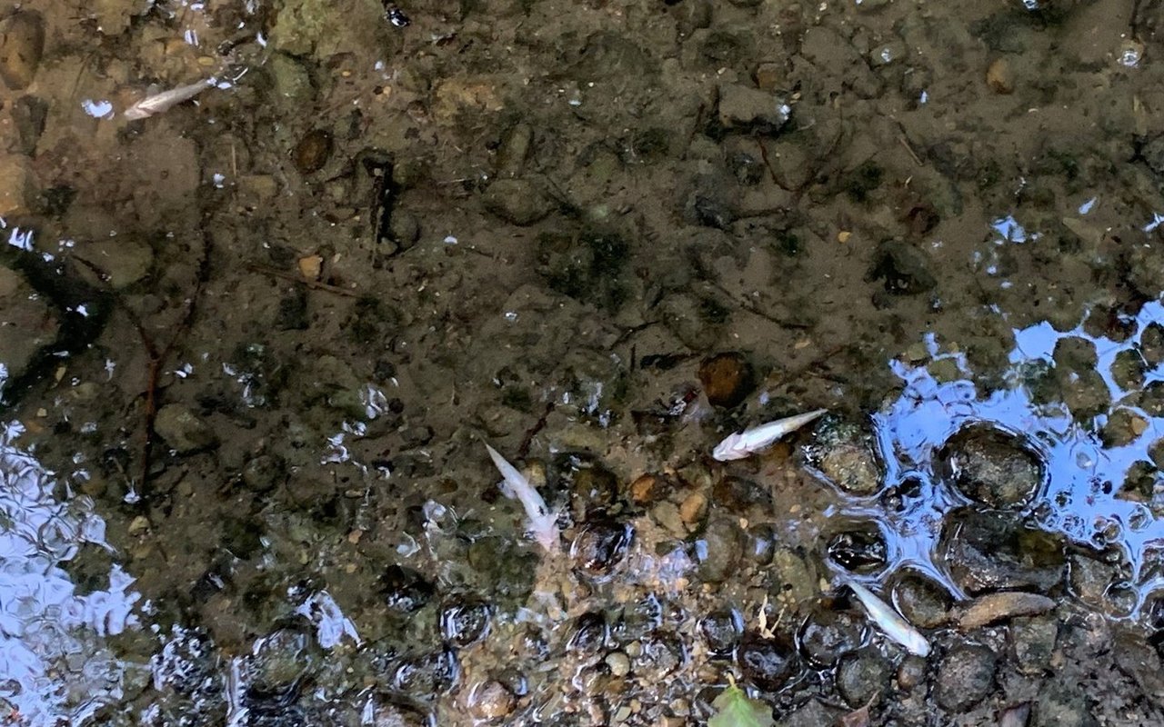An der Ron in Hochdorf (LU) kämpfen Fische ums Überleben.