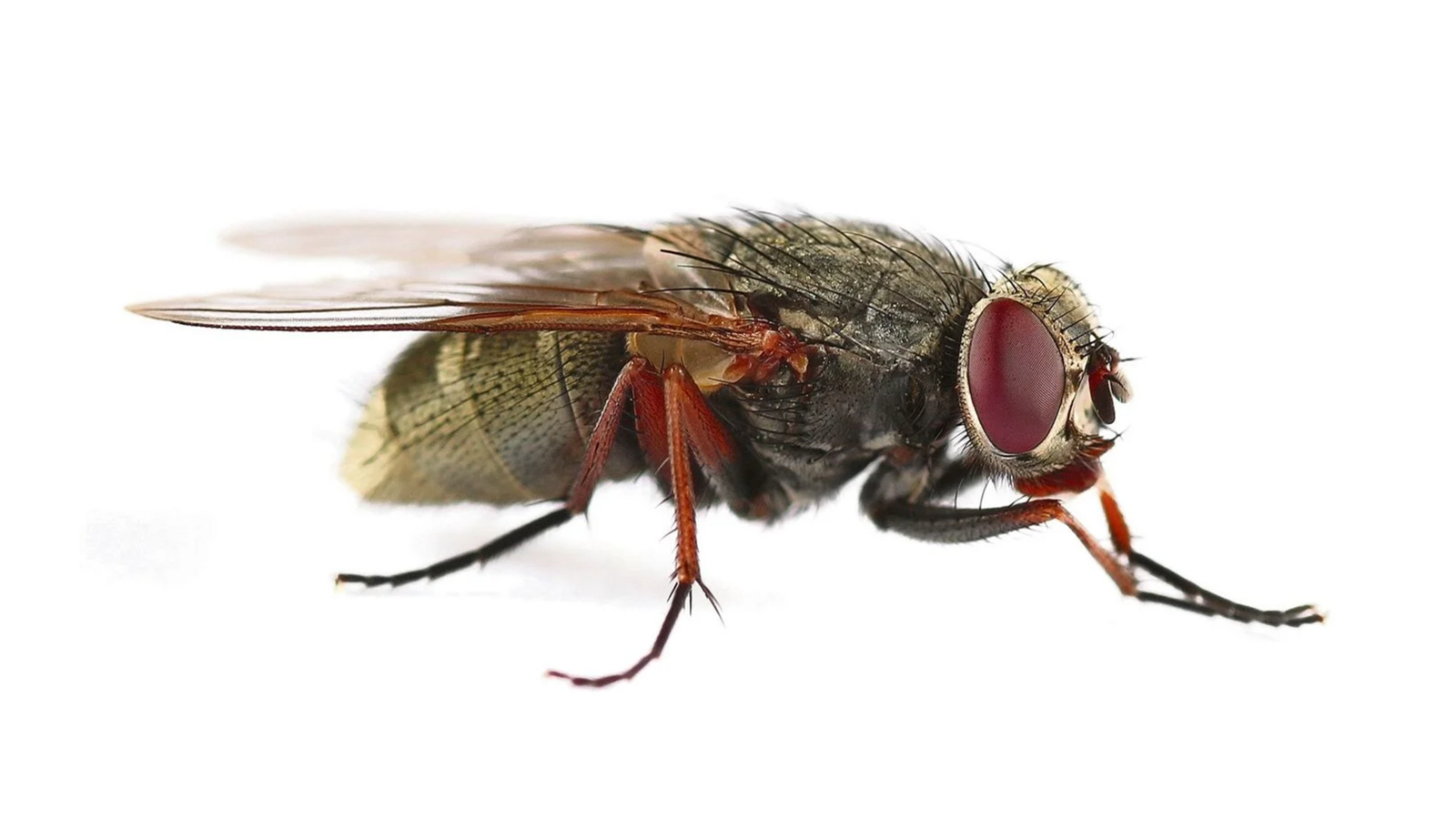 Stubenfliege (Musca domestica)