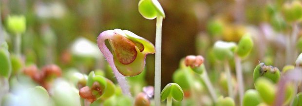 microgreens.jpg